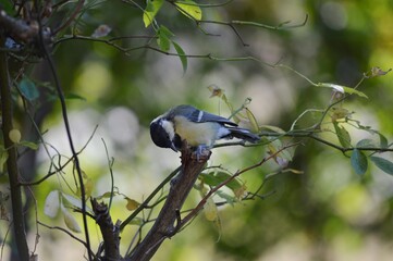 a small bird on a branch