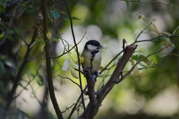 a small bird on a branch