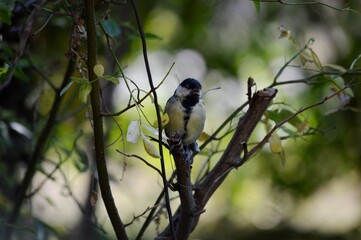 a small bird on a branch