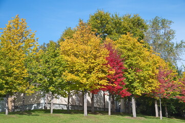 Autumn palette. Trees with colorful leaves