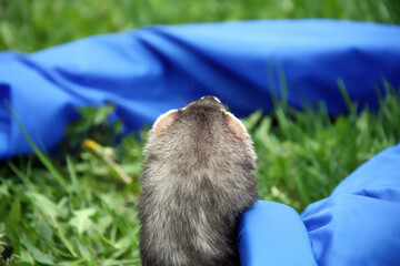 A domestic ferret playing in the grass with long blue tunnel toy. Looking out of the tunnel.
