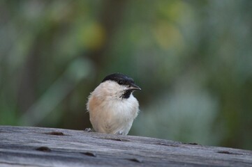 a small bird is looking for food