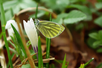 A butterfly on a white crocus bud in the forest