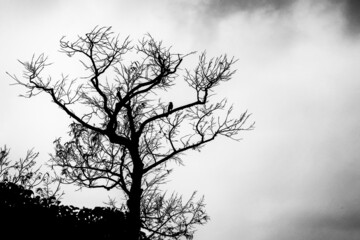 tree in the fog, silhouette of a tree, silhouette of leafless tree
