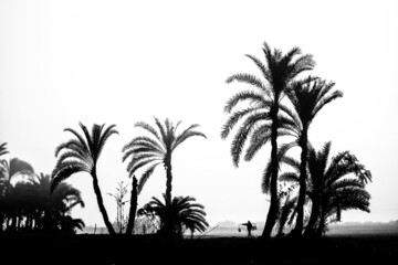Palm trees silhouette, a silhouette of nature, A man collecting palm tree's juice