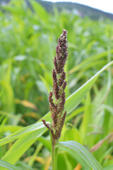 In the field, as weeds grow Echinochloa crus-galli