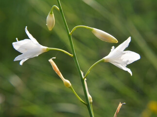 Fototapeta premium Anthericum ramosum blooms in nature in summer
