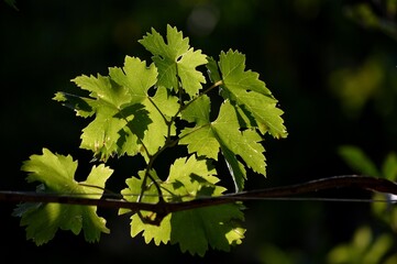 Fototapeta na wymiar the green leaves of the vine illuminated by the sun