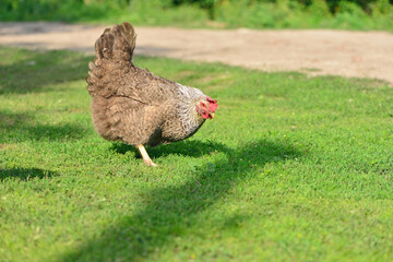 chicken on summer green grass