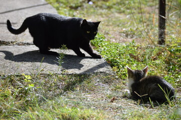 a black cat sneaks up on another cat