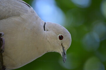 a large gray dove on a branch