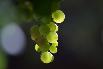 ripe grapes in the fall