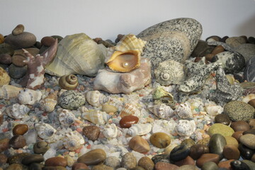 white pink pearls in a shell and stones of different breeds and shapes