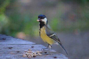 a small bird is looking for food