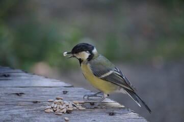 a small bird is looking for food