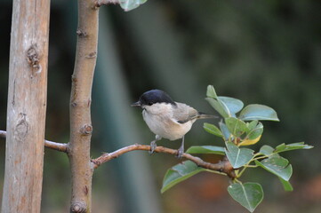a small bird on a branch