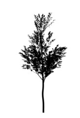 Cutout tree for use as a raw material for editing work. Black silhouette of a deciduous tree on a white background