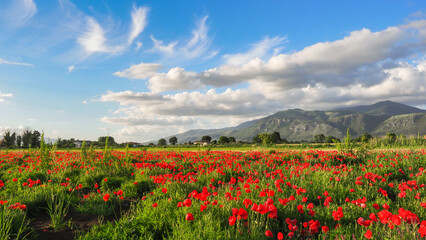 Beautiful Italian scenery with a blue cloudy sky. Bloom wild red poppy flowers during summer. Wonderful sunny day and mountains landscape. Poppies have become a symbol of remembrance of died soldiers.