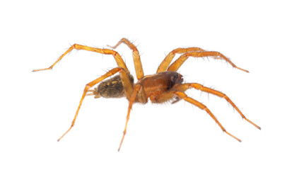 Mediterranean funnel weaver spider isolated on white background, Lycosoides coarctata male