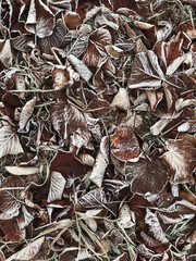close up of a pile of dried leaves