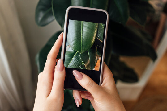 Woman photographing green leaves at home