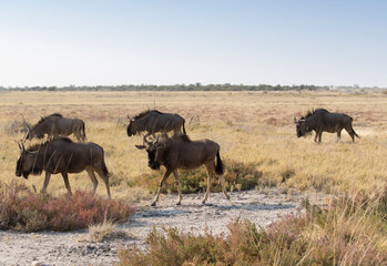 Fototapeta na wymiar A large group of Wildebeest walking away