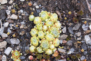 View of cobweb house leek