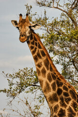 Tall Giraffe in the african bush