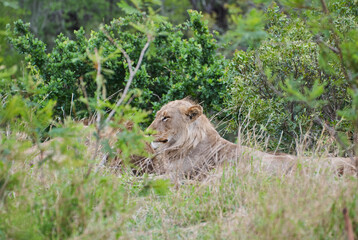 Naklejka premium African Lion