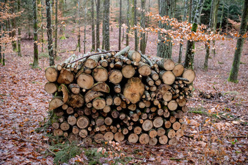 Holzwirtschaft im Herbst: Gestapeltes Brennholz / Meterholz im Wald bei Herbstlaub aufgeschichtet