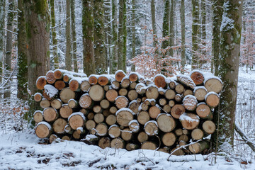 Holzwirtschaft: Gestapeltes Brennholz / Meterholz im Wald bei Schnee im Winter