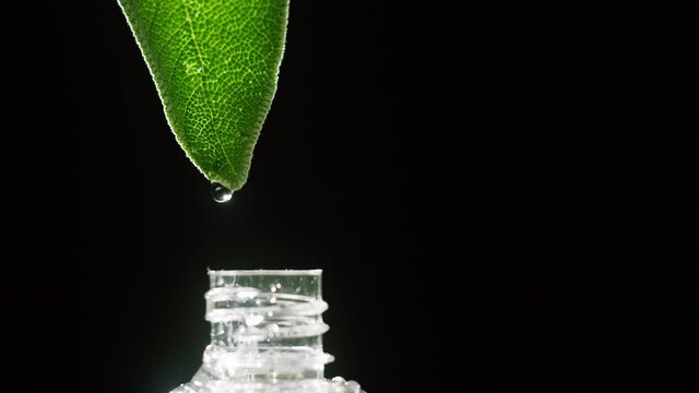 Dripping leaf juice into bottle close-up, plant oil. Making aroma serum on black background. Dropping liquid perfume, skincare routine, treatment essence oil, spa concept. 