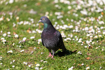 Pigeon walking in a grass field