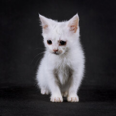 Naklejka na ściany i meble Small fluffy white cat on a black background.