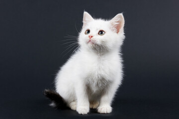 Small fluffy white cat on a black background.