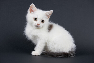 Small fluffy white cat on a black background.