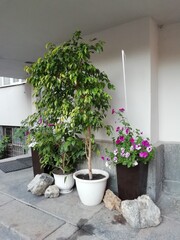 plants in pots in the garden on summer time. Garden consept