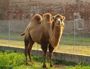 bactrian camel (Camelus bactrianus) mammal animal