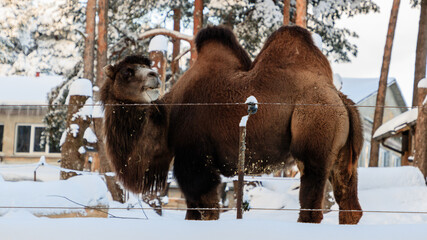 Camel in winter.