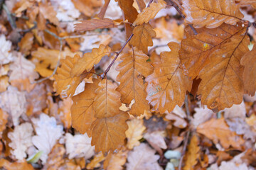 Closeup of Oak leaves turning into Autumn yellow shade.Nature concept.
