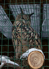 
Owl in the zoo