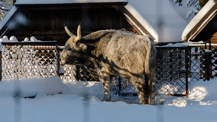 Cows in winter