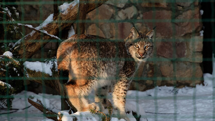Lynx in the snow