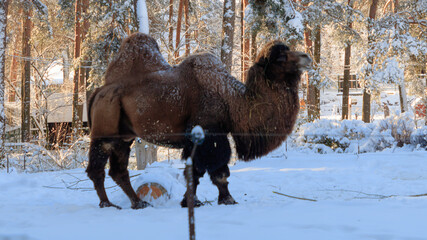Camels in winter.