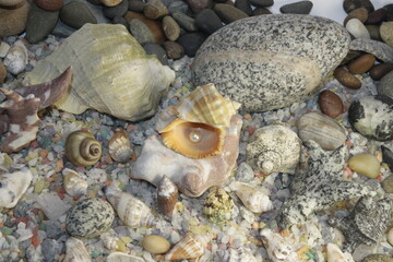 white pink pearls in a shell and stones of different breeds and shapes