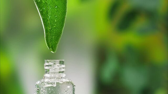 Dripping leaf juice into bottle close-up, plant oil. Making aroma serum on nature background. Dropping liquid perfume, skincare routine, treatment essence oil, spa concept. 