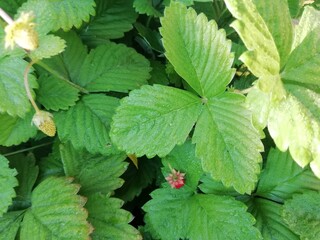 leaves of a strawberry in garden. Summer time background
