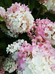 Beautiful flower seedlings growing in the soil at the garden. Gardening hobby concept.