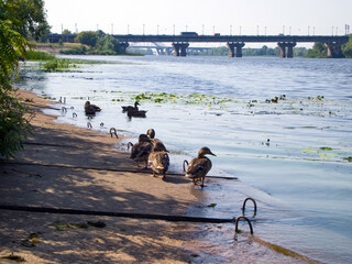 Wild ducks in an urban setting. Several birds stand on concrete slabs near the river, other birds swim in the water.
