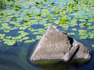 Large stone in the river. Water is covered with leaves of water lilies and duckweed.